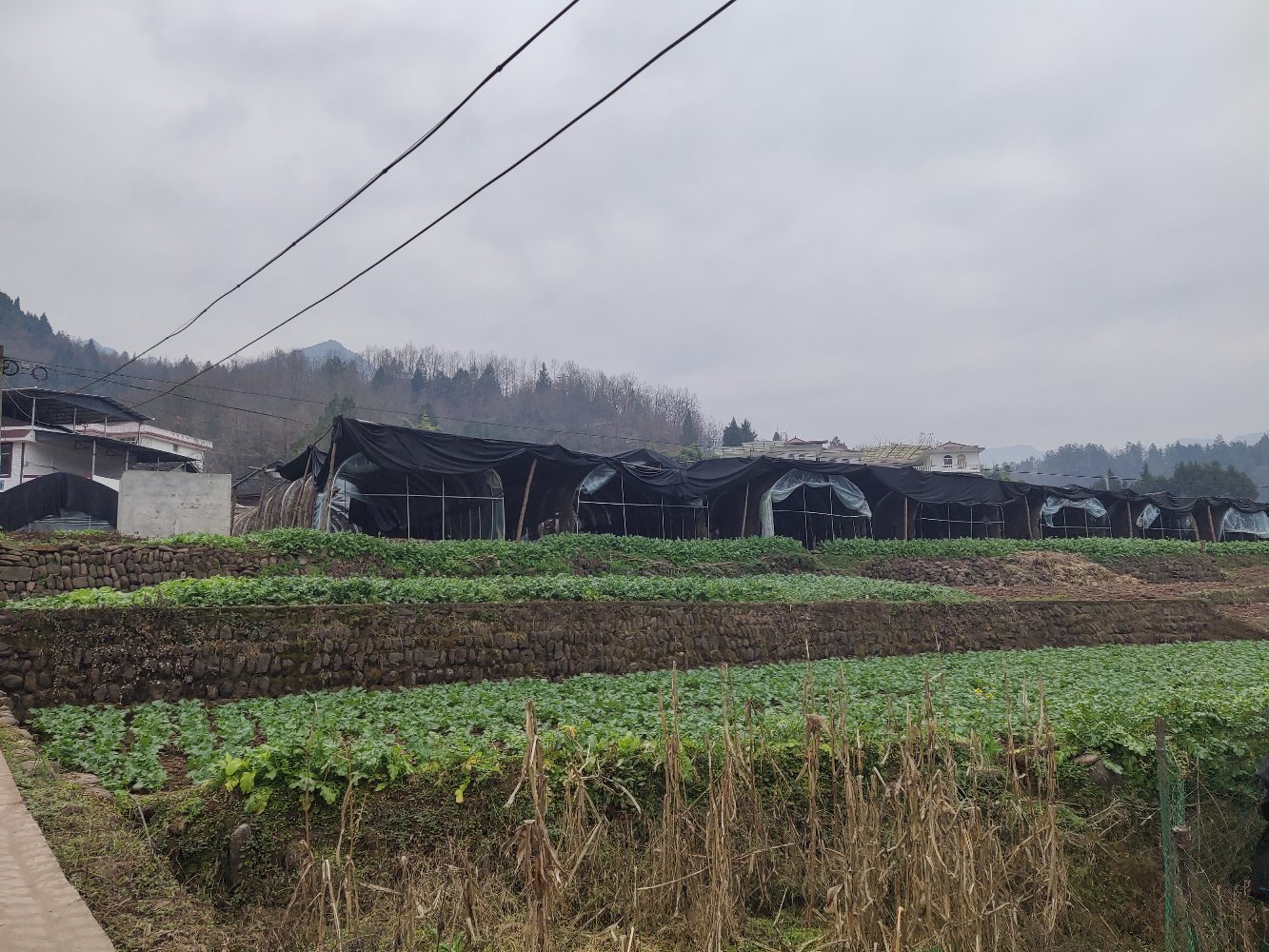 椴木银耳种植基地航拍图