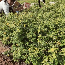 棣棠杯苗，优质棣棠，棣棠价格低价出售