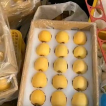 黄金维纳斯苹果适合南北种植苗，全国种植苹果