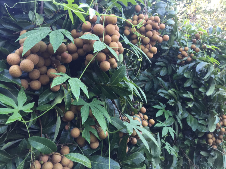 储良龙眼与桂圆对比图，展示新鲜果实与干燥果实的形态差异