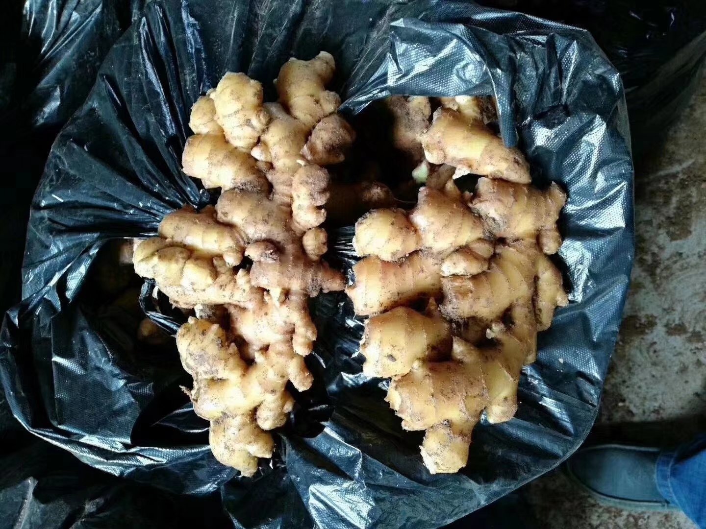 新鲜生姜与切开后的蓝绿色区域特写图