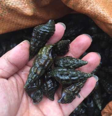 [山坑螺批发]水产/贝类/清水山坑螺,扭螺,淡水螺,漓江螺,柳江螺,价格