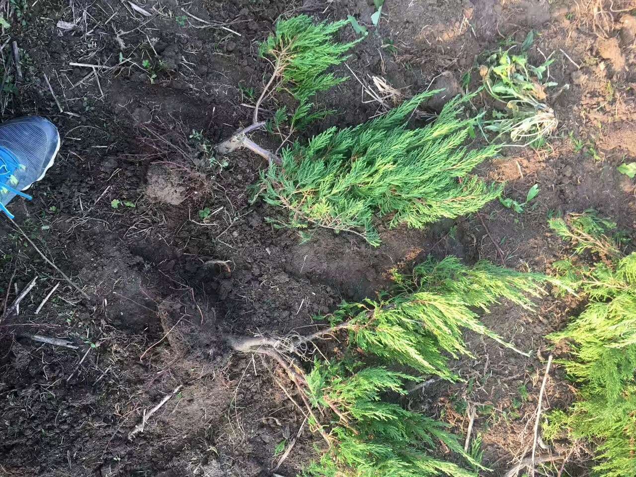 侧柏苗木栽植过程示意图,展示挖穴、放苗、填土、压实等步骤 侧柏栽植过程示意图