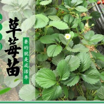 四季草莓苗南北适合种植新疆种植成活率好，好吃