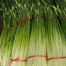 山东滕州白泡蒜苔上市