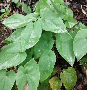 淫羊藿 货量充足,量大价优,欢迎光顾!