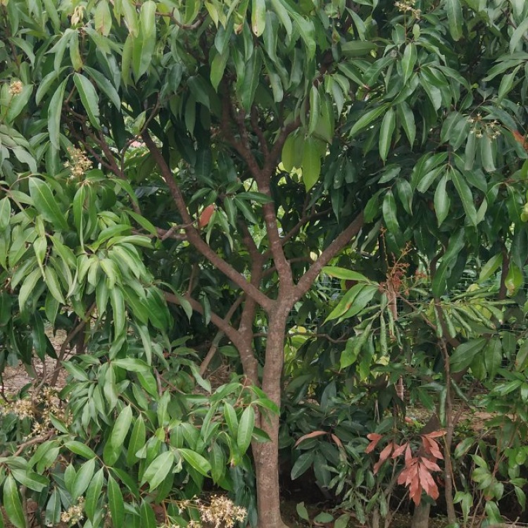 泰国红毛丹荔枝苗优质新品种当年结果南北方可种植