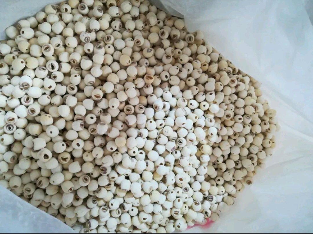 湘莲成品展示图,展示完整莲子和去壳后的白莲子 湘莲实物图