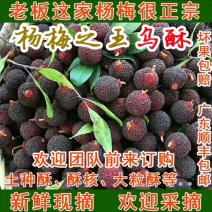乌稣杨梅新鲜现摘广东汕头金灶产地批发一件代发