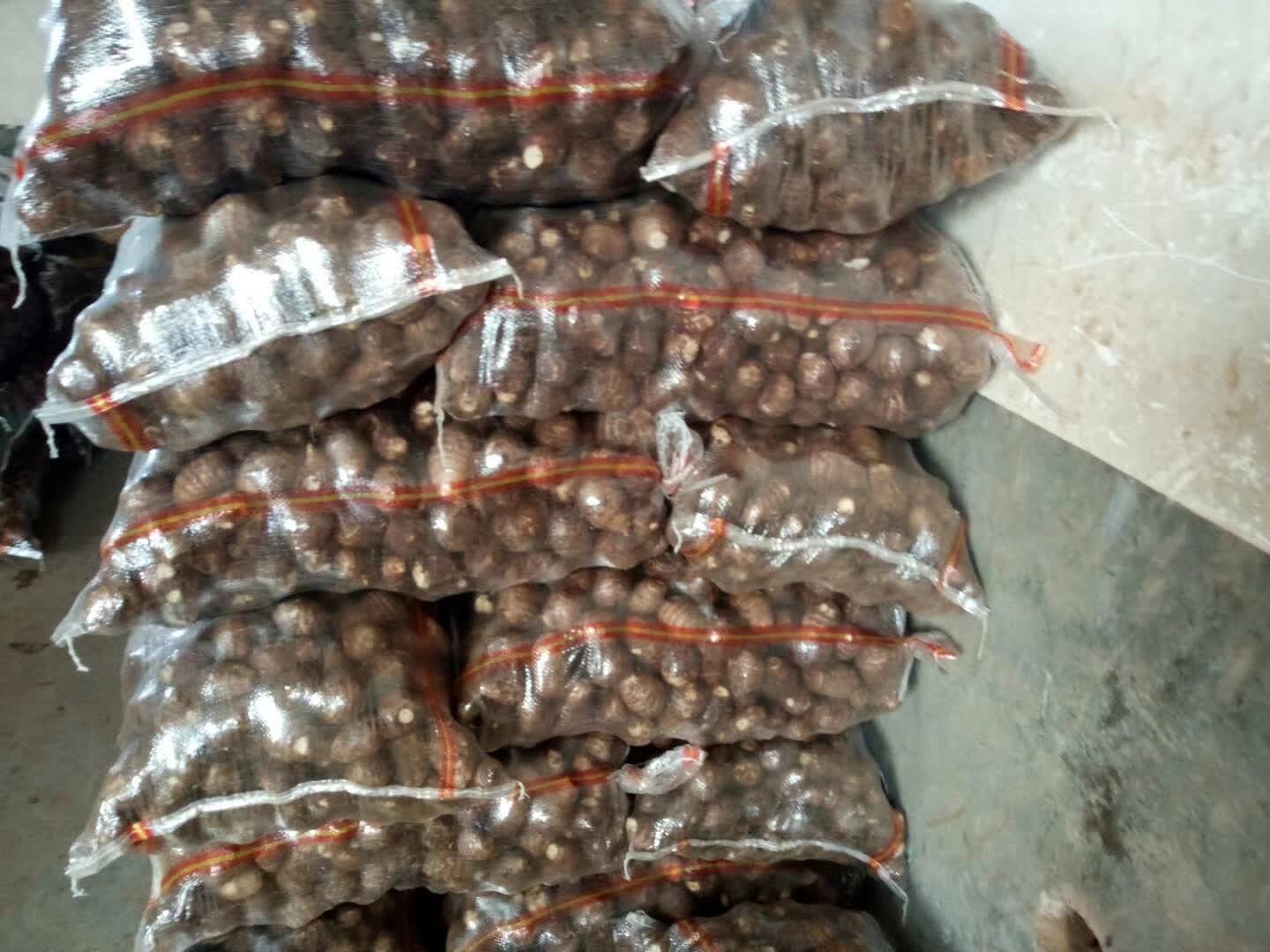 金芋一号包装发货现场