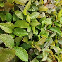 油茶芽苗。。。。。。