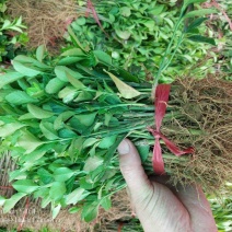 胶东卫茅，卫茅小苗，卫茅价格，卫茅球价格