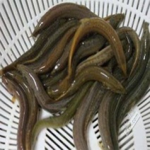 泥鳅。青鳅，圆鳅。土泥鳅