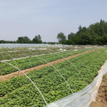 龙薯九地瓜苗、脱毒原种、龙薯九红薯苗、龙薯九、