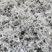 湘西正宗莓茶
