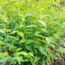 棣棠，棣棠花苗圃常年大量出售(大量供应一棣棠花)