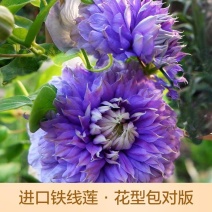 铁线莲，円空铁线莲，晴山铁线莲小苗，中苗