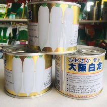 大坂白龙杂交白萝卜种子韩国引进新品种耐抽苔抗病大白萝卜