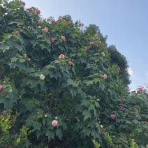木芙蓉