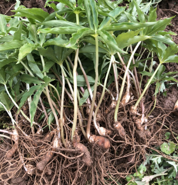 重楼苗粉质华重楼红杆高杆华重楼苗大叶高杆滇重楼