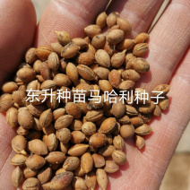 马哈利种子，芽率99%，一手货源，大量批发零售