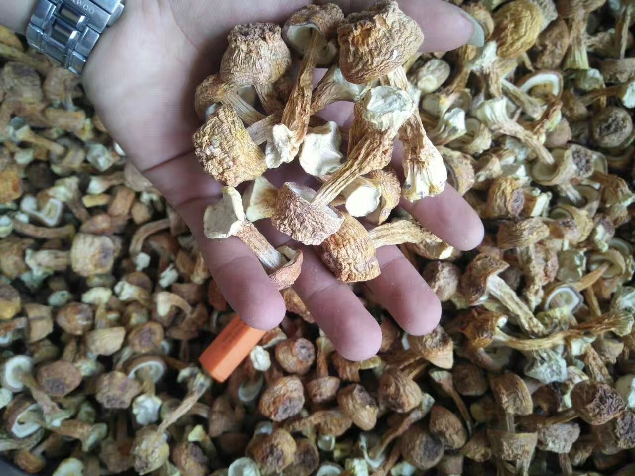 姬松茸营养优势对比图:突出β-葡聚糖含量碾压级优势,标注权威检测机构与报告编号,增强可信度 营养数据可视化图表:柱状图对比姬松茸(干)、香菇(干)、灵芝(破壁粉)的β-葡聚糖含量,姬松茸柱最高;旁注小字标明检测依据:SGS 2024Q2报告编号CN-SGS-240891