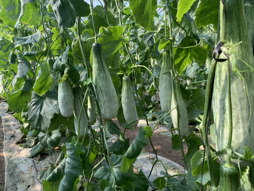 现代化设施农业环境下羊角蜜甜瓜人工采摘实景,突出‘蜜香瓜羊角’生长环境、果实形态与人文耕作细节,体现绿色生态种植理念 采摘场景:戴草帽的瓜农在阳光充足的连栋温室中弯腰轻托一只新鲜采摘的羊角蜜甜瓜,瓜体饱满带露,藤蔓青翠,背景可见整齐垂挂的吊蔓栽培系统