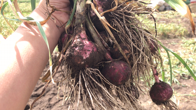 独头蒜紫皮新鲜特写：饱满圆润的单瓣鳞茎，表皮呈深紫红色带浅灰霜，断面乳白微泛淡紫晕，表面无裂痕、无芽眼萌发，附带湿润泥沙残留，体现刚采收48小时内的田间新鲜状态