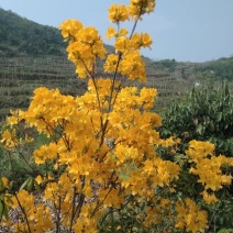 杜鹃映山红黄色红色都正品干花都有观赏药用