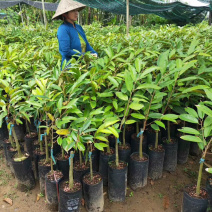 包邮正宗泰国榴莲苗猫山王苗金枕头苗
