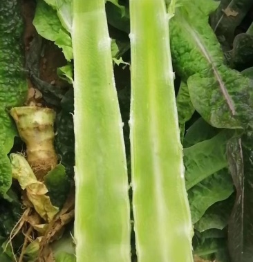 红叶香莴苣 1.5~2斤 50~60cm