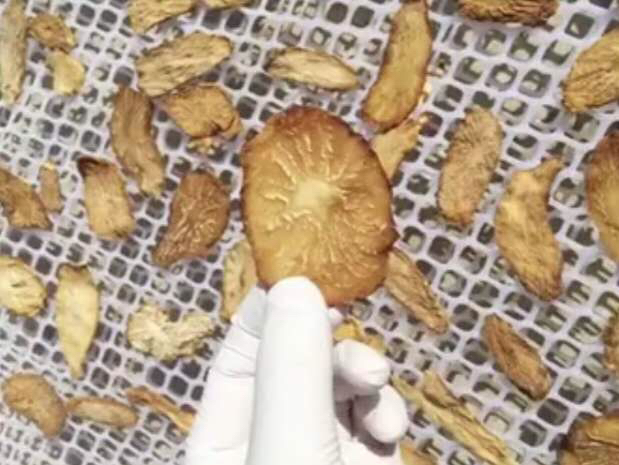 肉苁蓉、锁阳与黑玛卡实物对比图