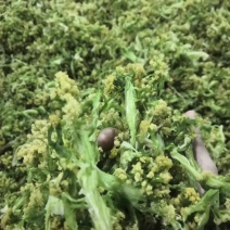 福建花菜干，色泽鲜艳，细沫少，冷库保存鲜新度好