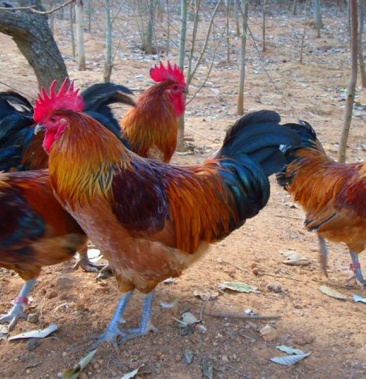 【正宗】红瑶土鸡苗青脚土鸡苗 出壳苗