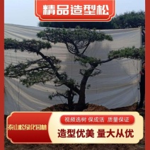 造型油松绿化苗木山东造型油松基地供应价格便宜造型精美