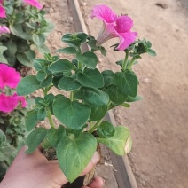 牵牛花