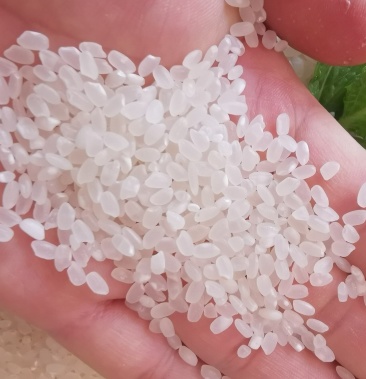 大米云南高原本地特色香软大米(梗稻香软米)