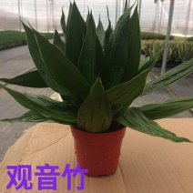 观音竹48装