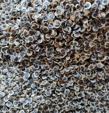 蜀葵种子,蜀季花种子.质量好才是硬道理.