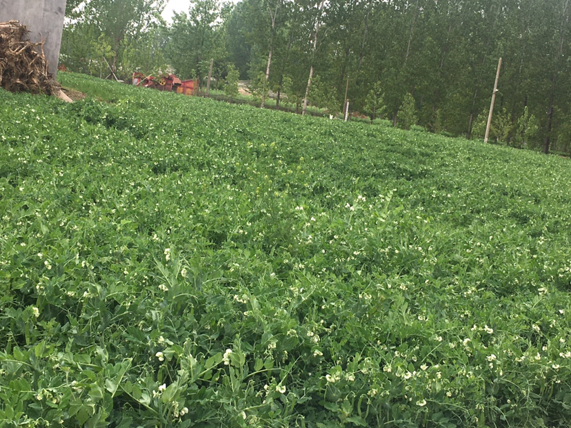 一片整齐生长的草原明珠青豌豆田,植株直立、叶片浓绿,藤蔓上挂满细长的豆荚,阳光照射下呈现出生机勃勃的绿色田园景象,远处有农民正在田间巡查 草原明珠青豌豆田间生长实景