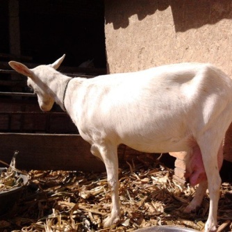 诚信商家货到付款种公羊怀孕母羊头胎二胎代孕母羊