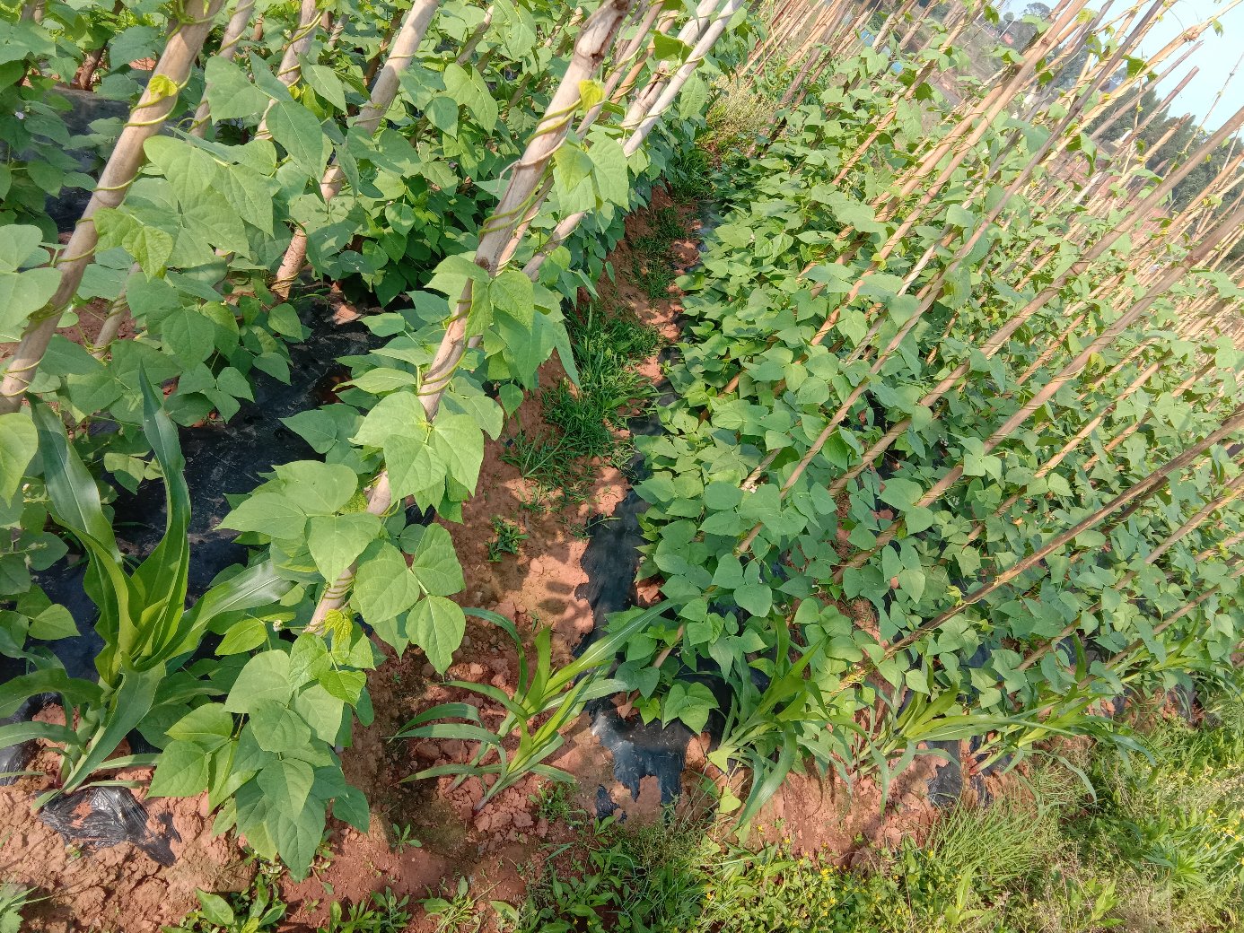 四季豆与玉米间作示意图