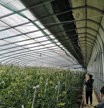 温室大棚建设,春秋棚,生态餐厅,膜连栋,日光温室