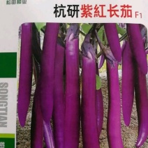 长茄种子杭研紫红长茄种子长势强抗性好坐果能力强