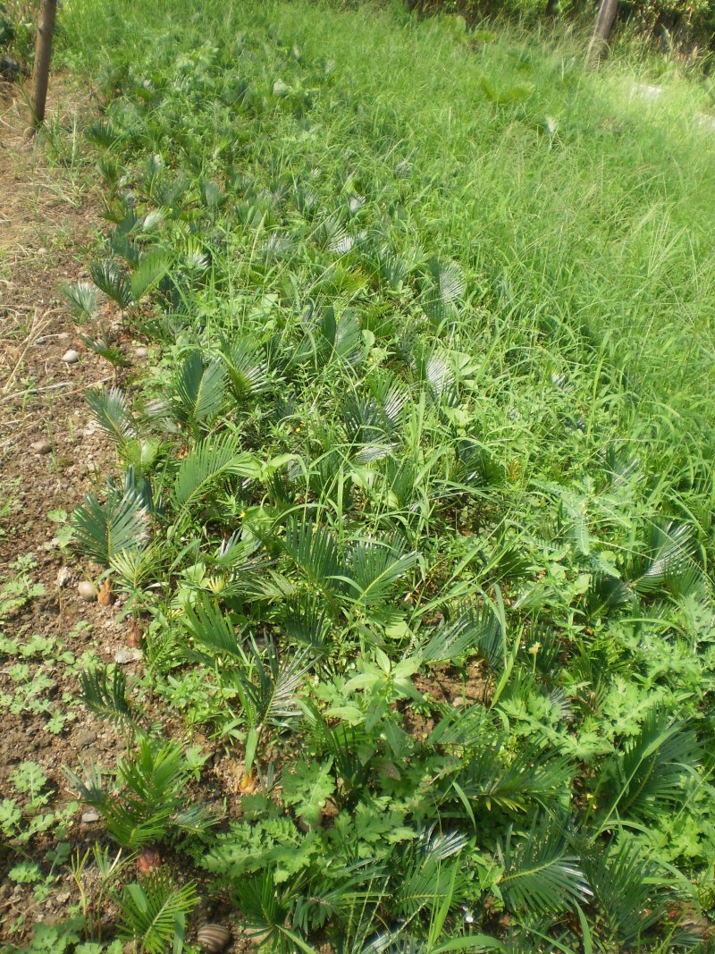 铁树苗批发基地自产自销一年小苏铁苗头径3公分以下