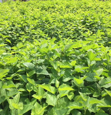 [桑树批发]蛋白桑喂牛羊鸡羊鱼动物饲料桑价格0.25元/棵 - 一亩田