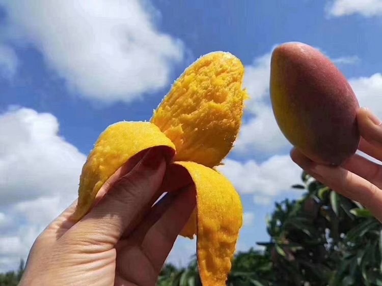 山竹果壳与果肉对比图