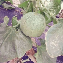 青皮脆瓜