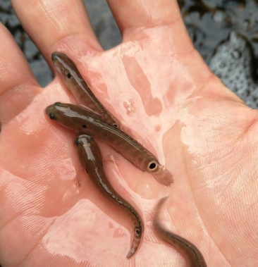 本场直销优良品种(七星鱼苗)