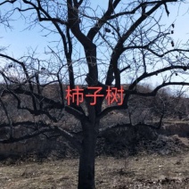 柿子树